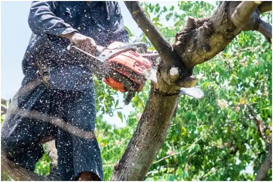 tree services Keizer